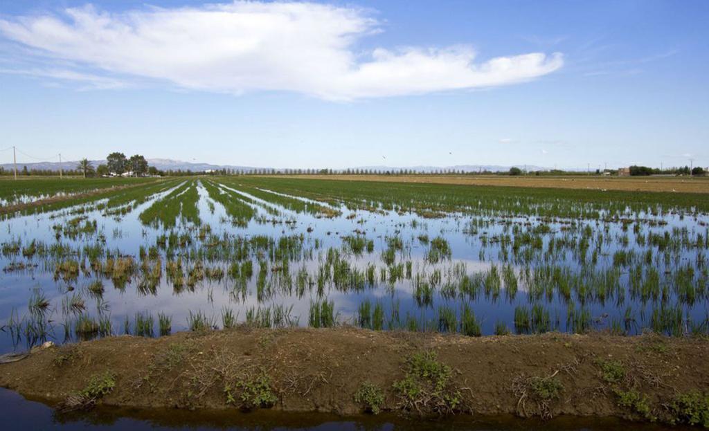 Mi Apartamento En El Delta Del Ebro Deltebre Εξωτερικό φωτογραφία